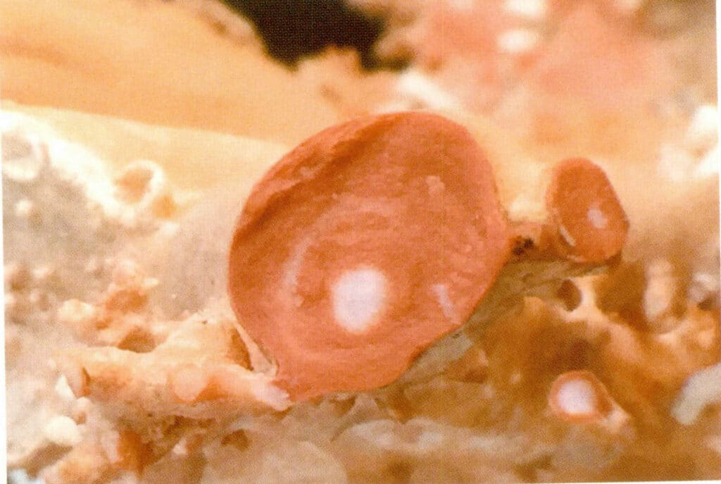 Рисунок 3-4-21 Структура белого ядра и концентрических колец оранжево-красного коралла MOMO в поперечном разрезе