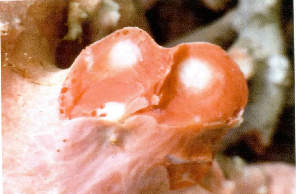 Рисунок 3-4-22 Структура белой сердцевины и концентрических колец красного коралла MOMO в поперечном разрезе