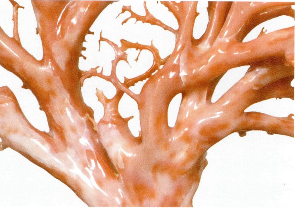 Рисунок 3-4-27 Стекловидный блеск, трещины и цветовые пятна на ветвях глубоководных кораллов