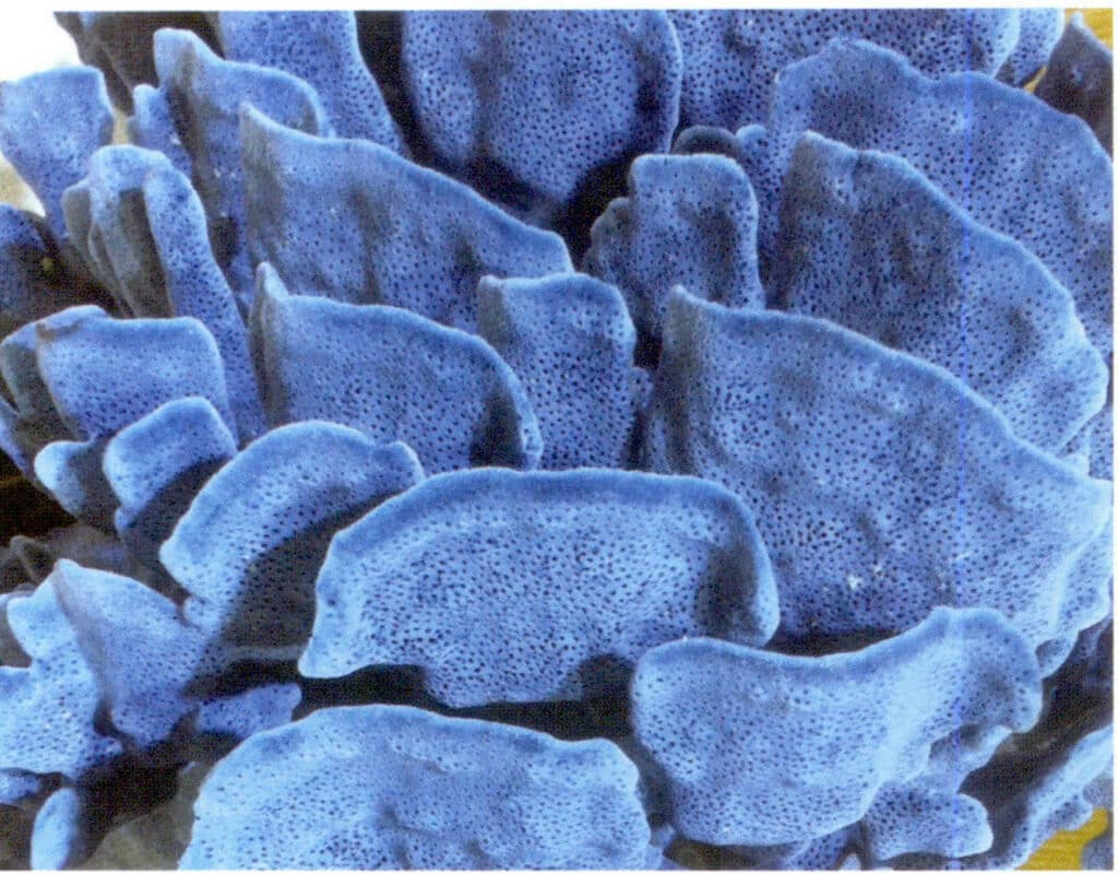 Рисунок 3-4-35 Тонкий пластинчатый голубой коралл