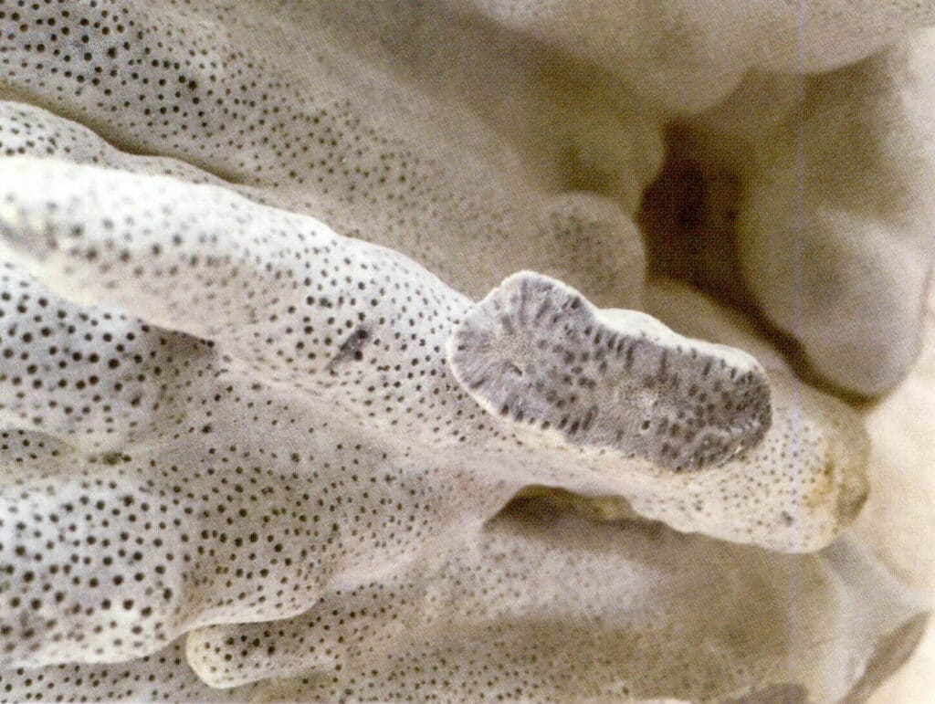 Рисунок 3-4-37 Поровое пространство голубого коралла