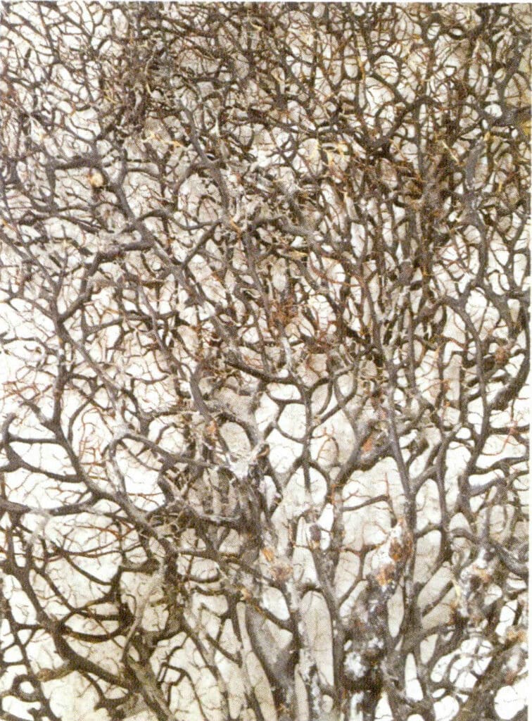 Рисунок 3-4-40 Небольшие ветви кораллов имеют полупрозрачный красновато-коричневый цвет