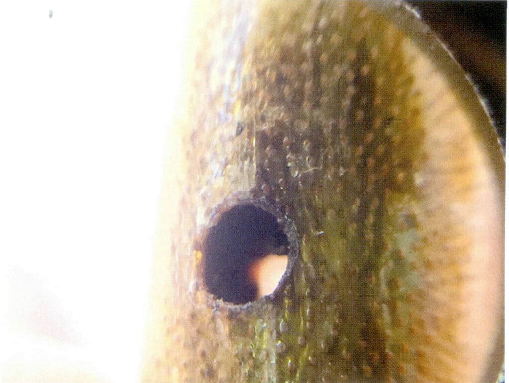 Рисунок 3-4-50 Отверстия в золотом коралле имеют насыщенный коричневый цвет