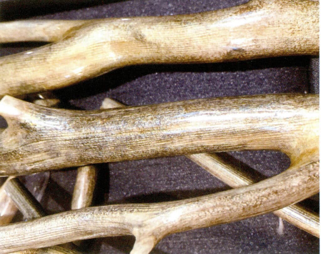 Рисунок 3-4-53 Продольные линии и черные пятна на известковых ветвях золотого коралла