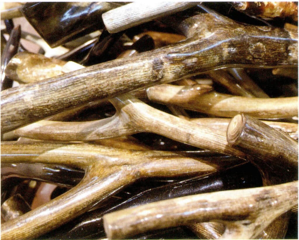 Рисунок 3-4-54 Длинные полосы и концентрическая кольцевая структура поперечного сечения ветвей золотисто-кальциевого коралла