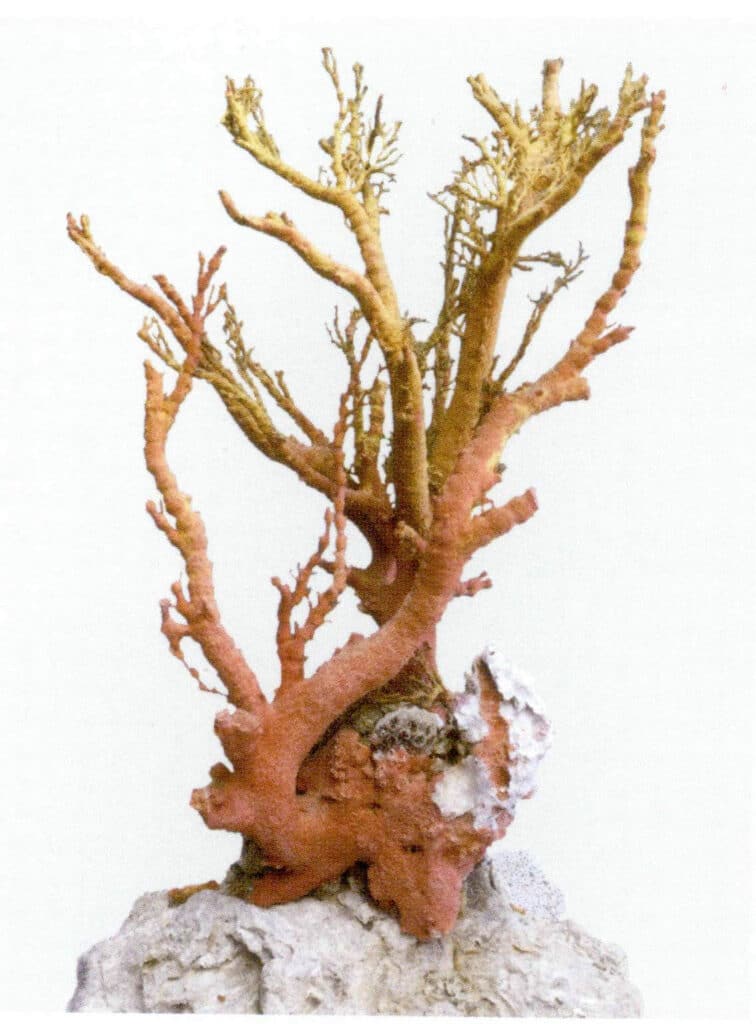 Рисунок 3-5-5 Оригинальная ветвь губчатого коралла