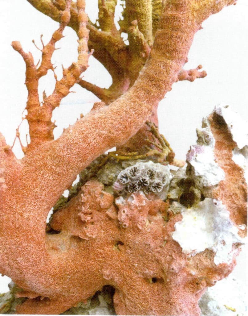 Рисунок 3-5-6 Частичная оригинальная ветвь губчатого коралла