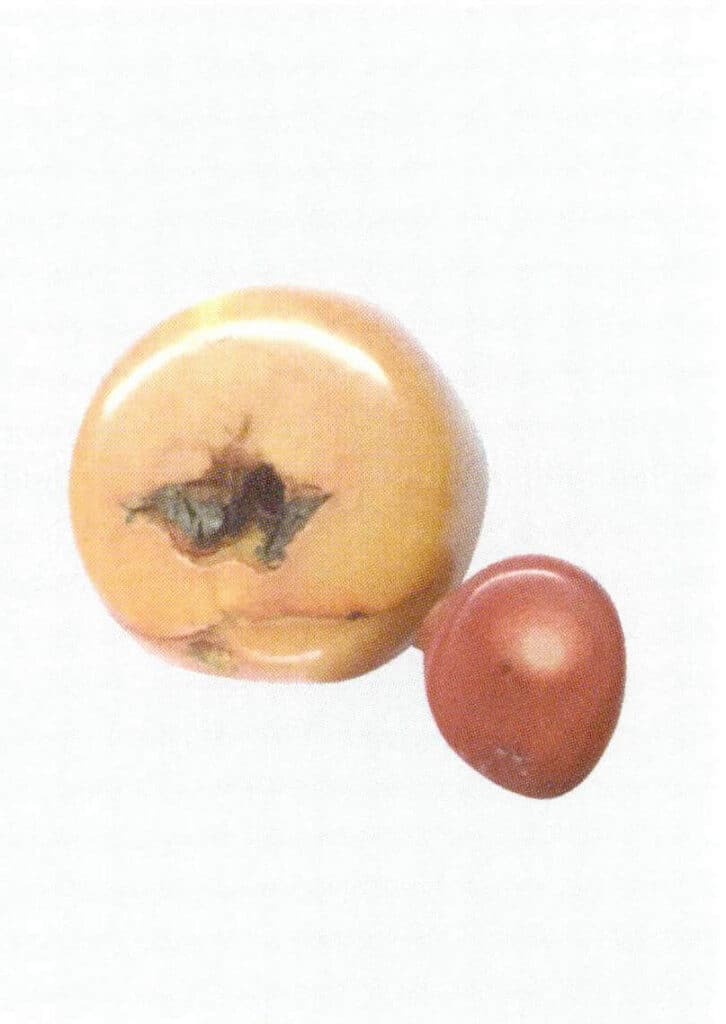 Рисунок 3-5-12 Окрашенный морской бамбук