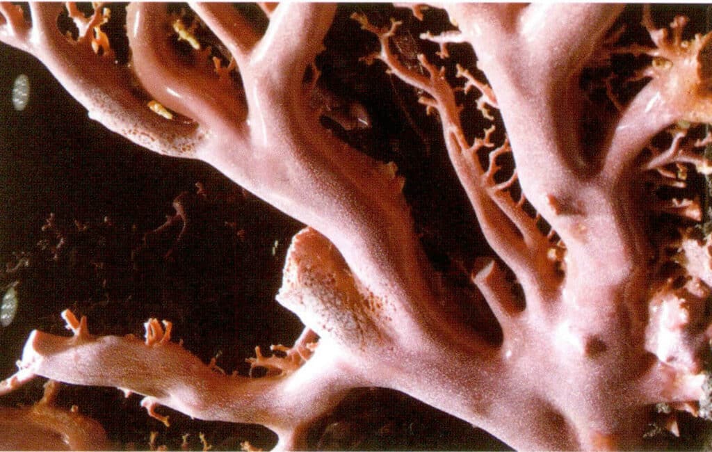 Рисунок 3-6-8 Коралловое сырье в ожидании резки (1)