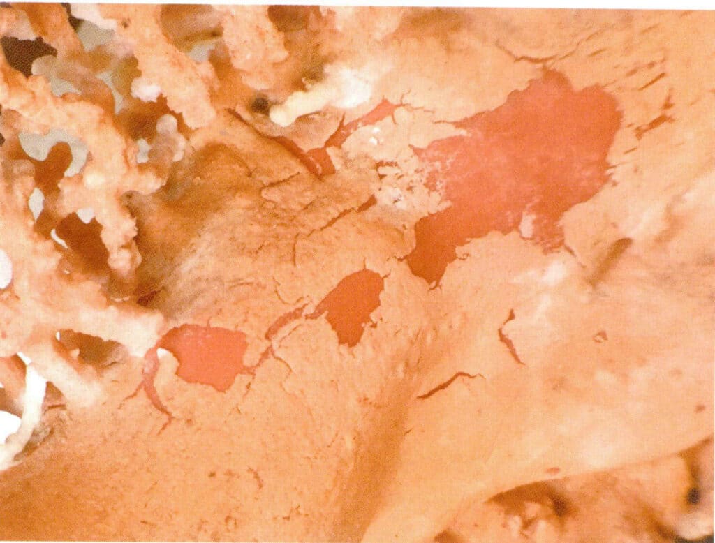 Рисунок 3-7-38 Живая ветка (2)