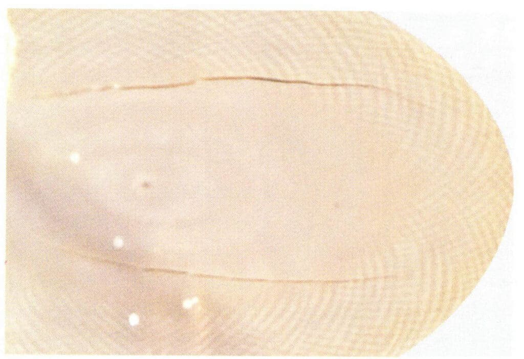 Figure 4-3-3 Structure of ivory (3)