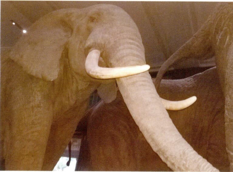 Figure 4-4-1 African Elephant (1)