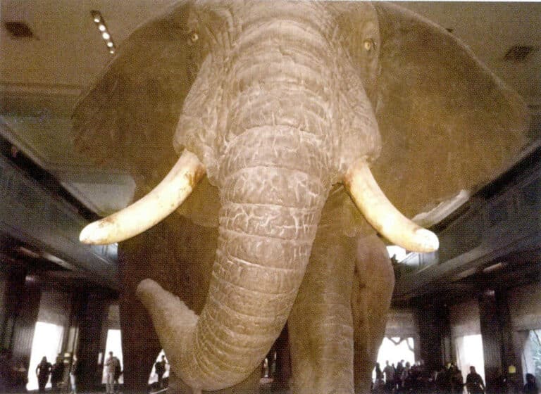Figure 4-4-2 African Elephant (2)