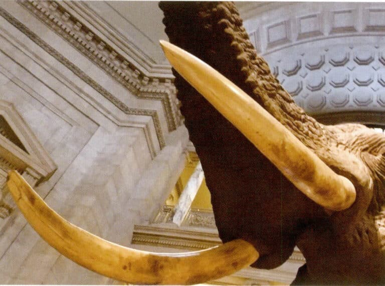 Figure 4-4-3 Ivory (3)