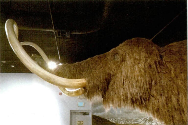 Figure 4-4-5 Mammuthus primigenius(1)