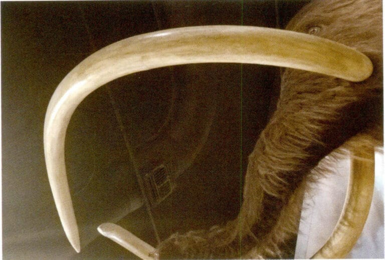 Figure 4-4-6 Mammuthus primigenius(2)