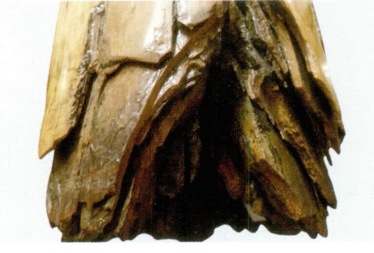 Figure 4-4-8 Concentric ring structure of mammoth ivory cross-section (1)