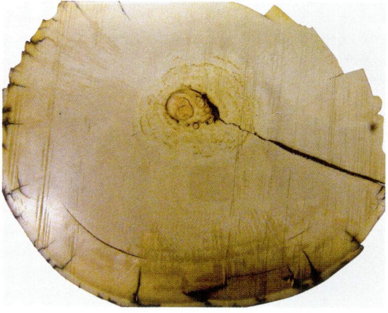 Figure 4-4-9 Concentric ring structure of mammoth ivory cross-section (2)
