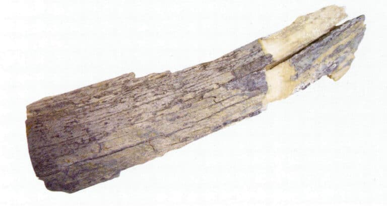 Figure 4-4-14 Loose structure and outer skin of mammoth tusk