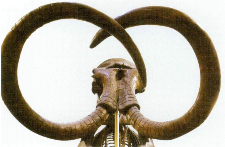 Figure 4-5-2 Fossilized Mammoth Ivory