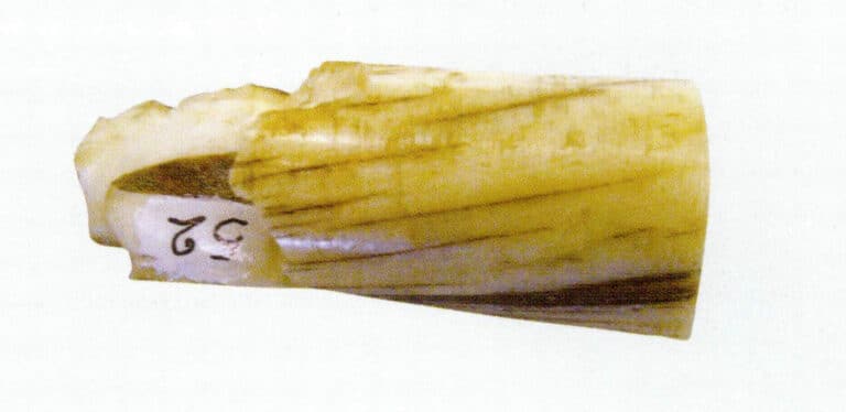 Figure 4¬-5-5 Narwhal tusks