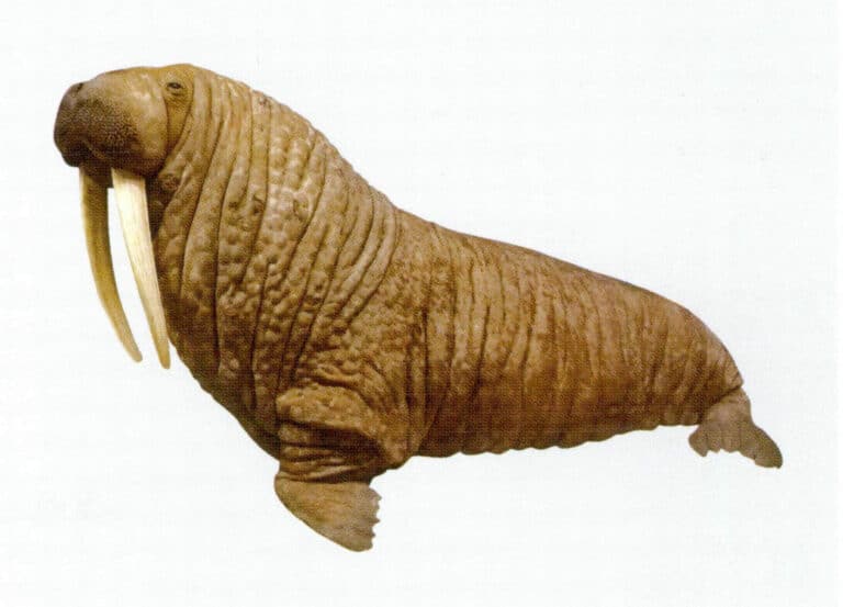 Figure 4-5-6 Walrus