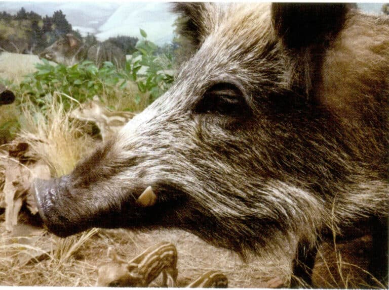 Figure 4-5-8 Wild Boar
