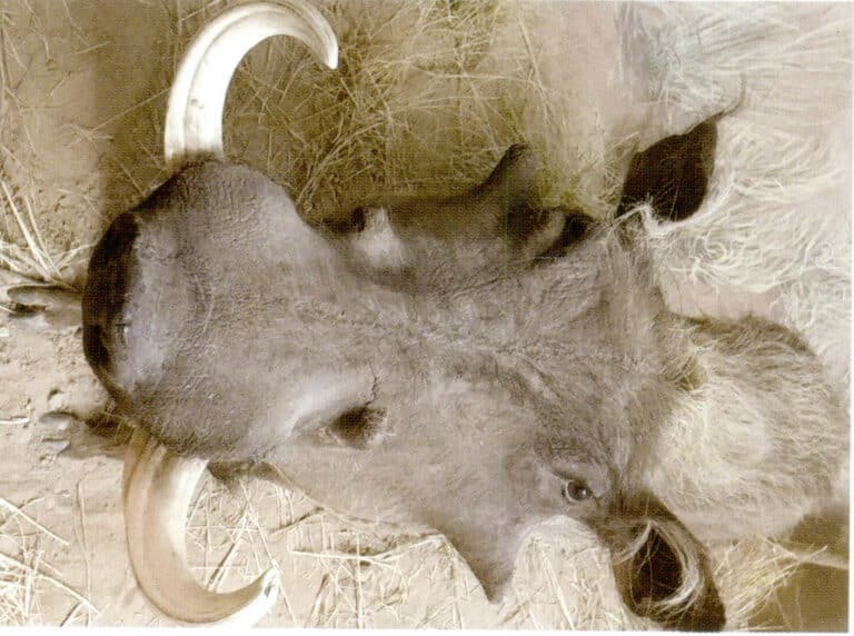Figure 4-5-9 Wild Boar 2
