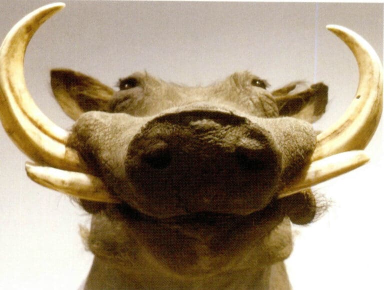 Figure 4-5-10 Wild Boar 3