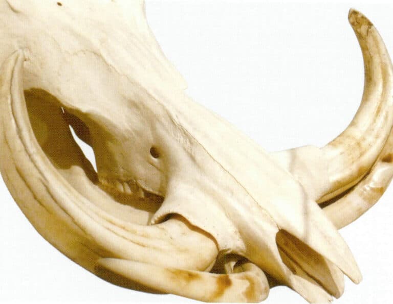 Figure 4-5-11 Wild Boar Skull and Teeth