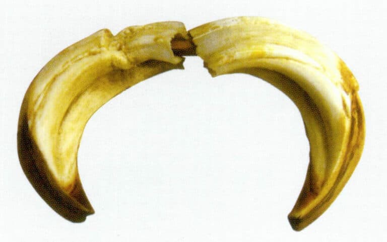 Figure 4-5-12 Wild Boar Tooth (1)
