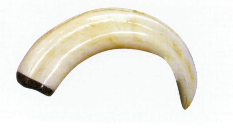 Figure 4-5-13 Wild Boar Tooth (2)