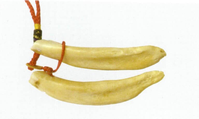 Figure 4-5-14 Wild Boar Tooth ( 2I)