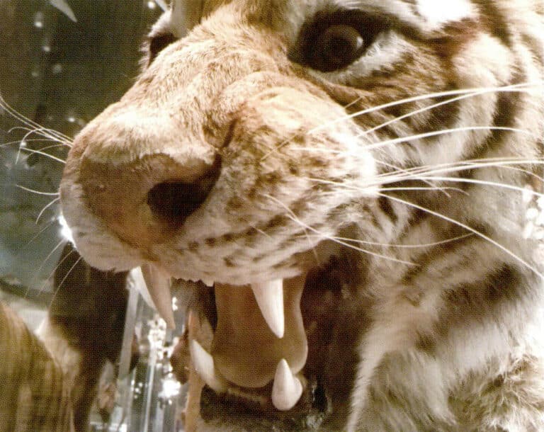 Figure 4-5-16 Tiger Tooth