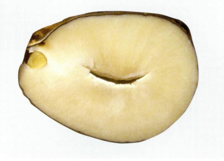 Figure 4-5-20 Plant ivory fruit