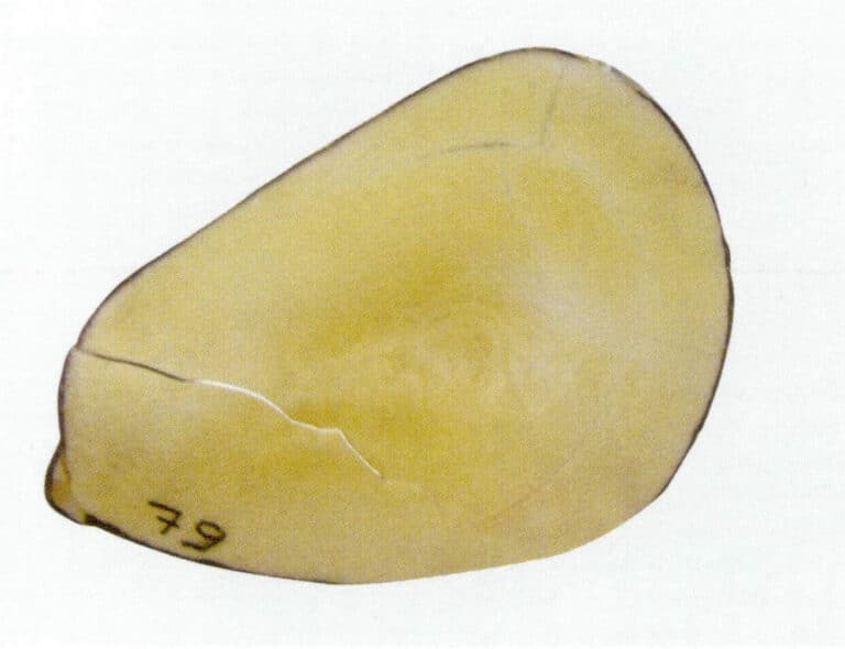 Figure 4-5-21 Plant Ivory Slices
