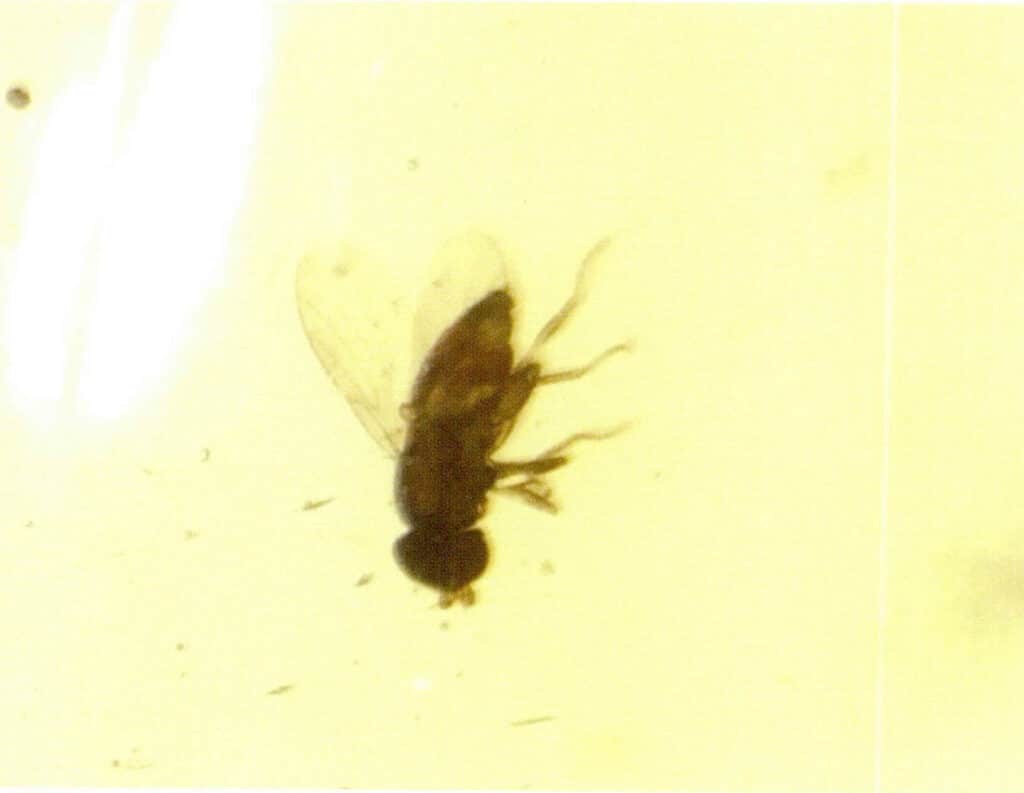 Figure 5-3-11 Insect Envelope (Microscopic View 20×)(1)