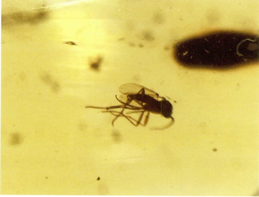 Figure 5-3-12 Insect Envelope (Microscopic View 20×)(II)