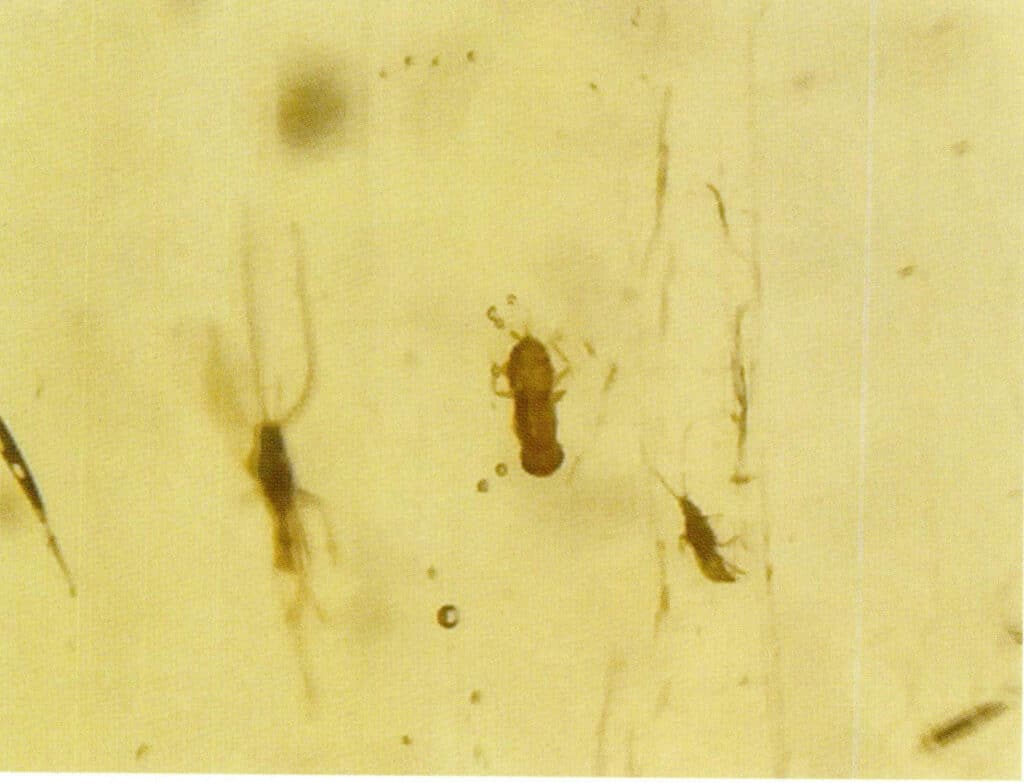 Figure 5-3-13 Insect Inclusion and Bubbles (Microscopic View 20×)(I)