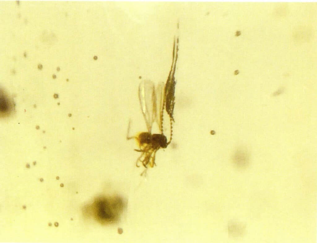 Figure 5-3-14 Insect Inclusion and Bubbles (Microscopic View 20×)(II)