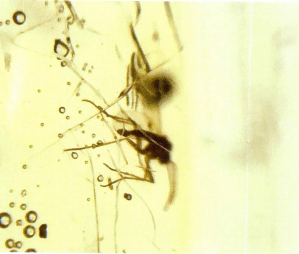 Figure 5-3-15 Insect Inclusion and Bubbles (Microscopic View 20×) (III)