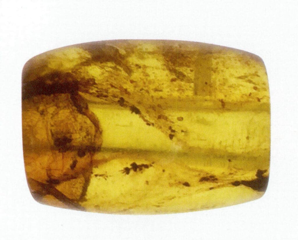 Figure 5-3-16 Plant Debris (I)