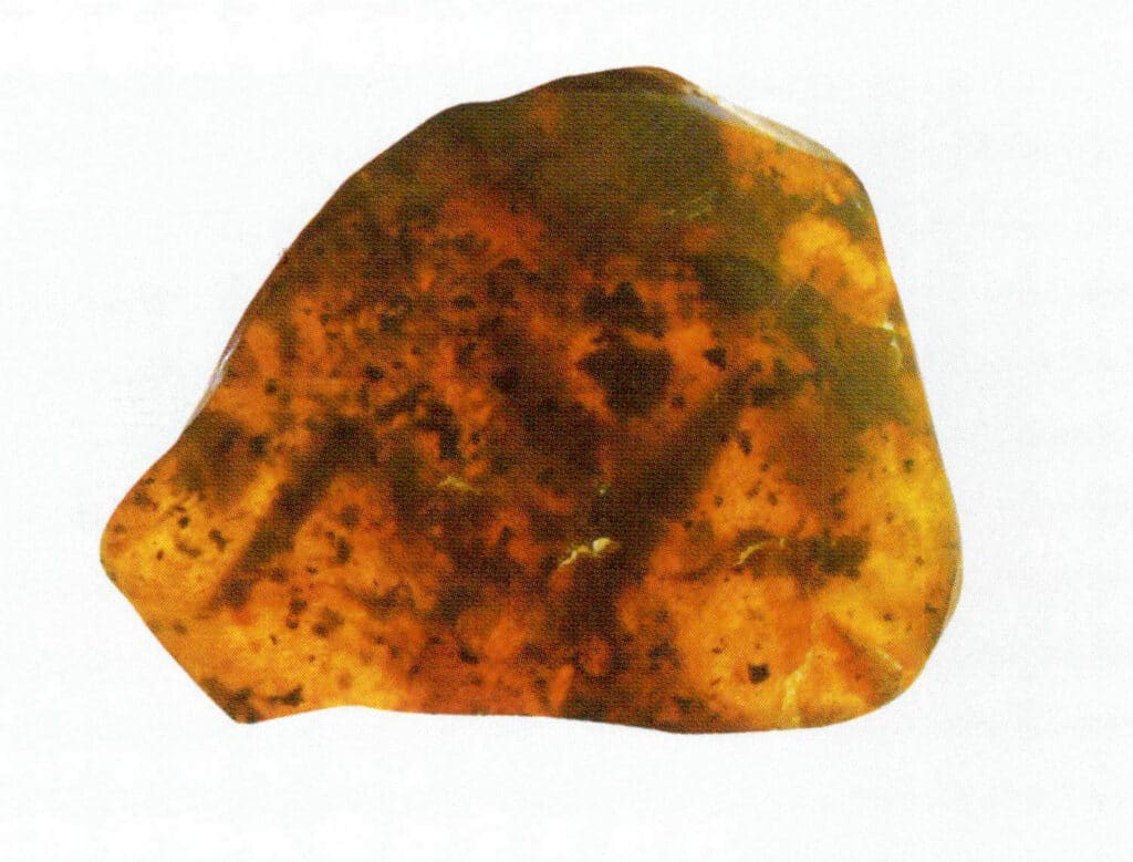 Figure 5-3-19 Plant Debris (IV)