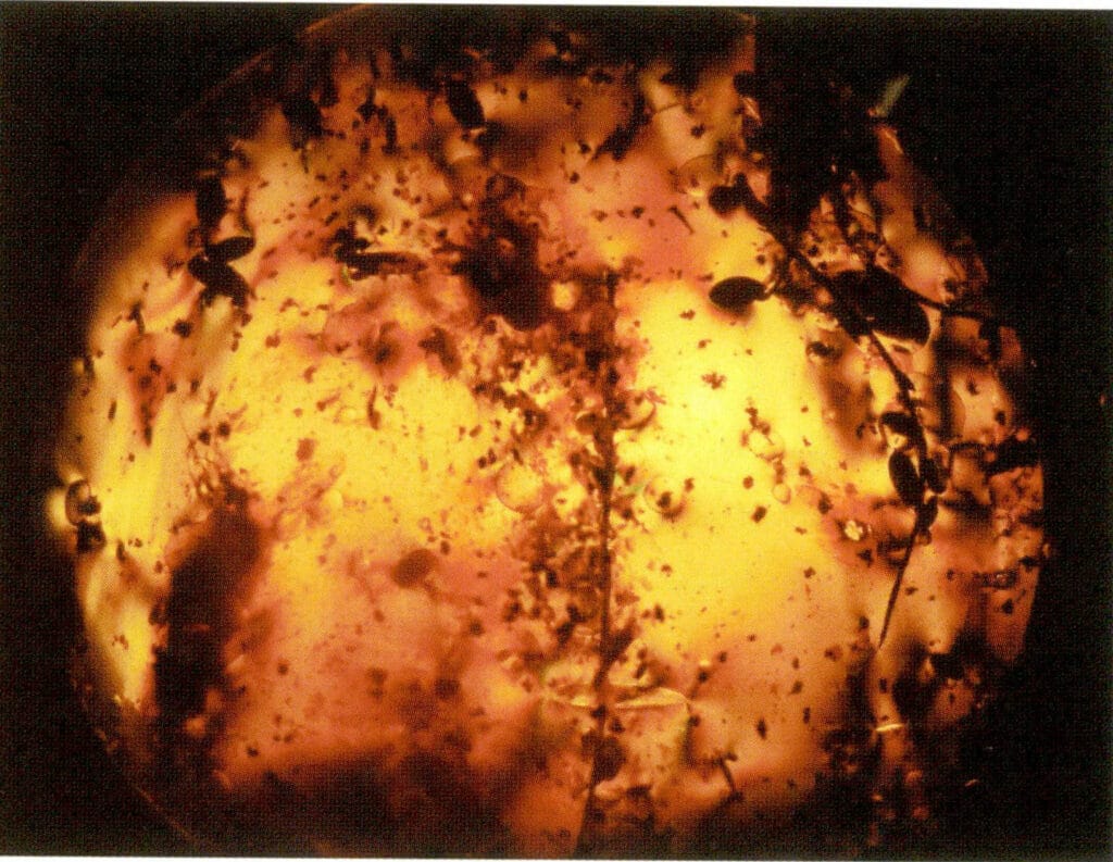 Figure 5-3-20 Plant Envelope (Microscopic View 20×)