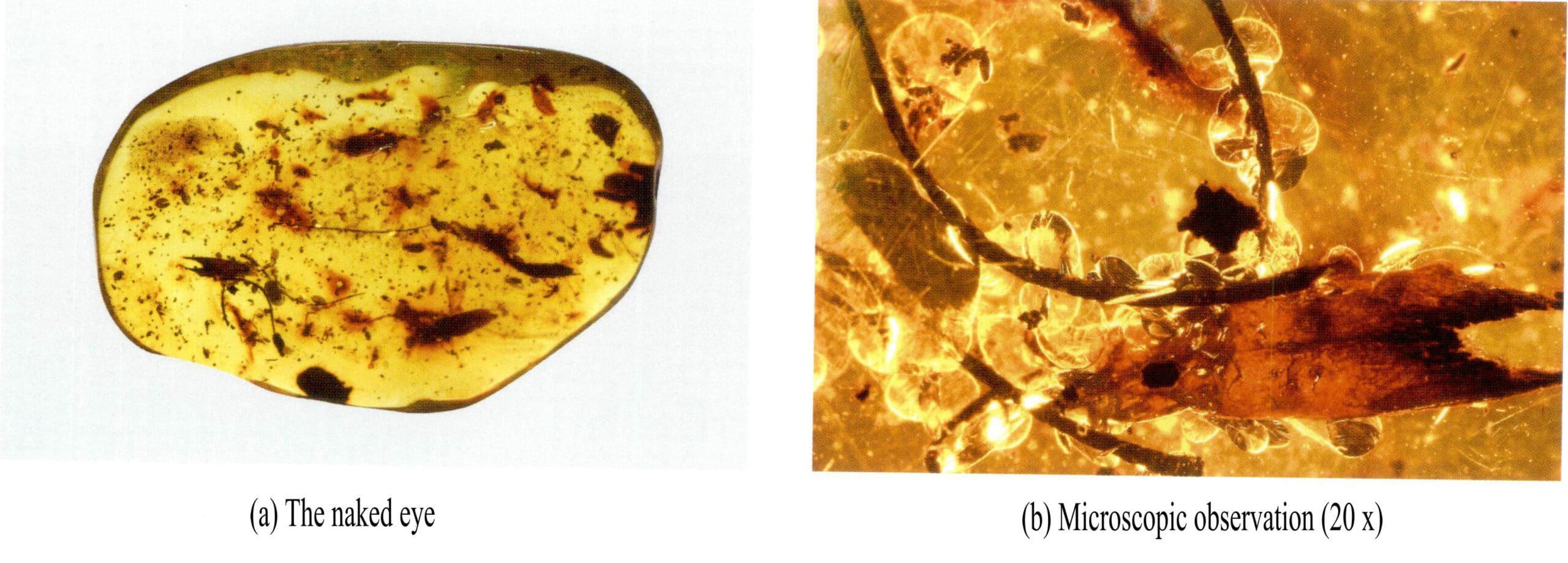 Figure 5-4-22 Botanical amber