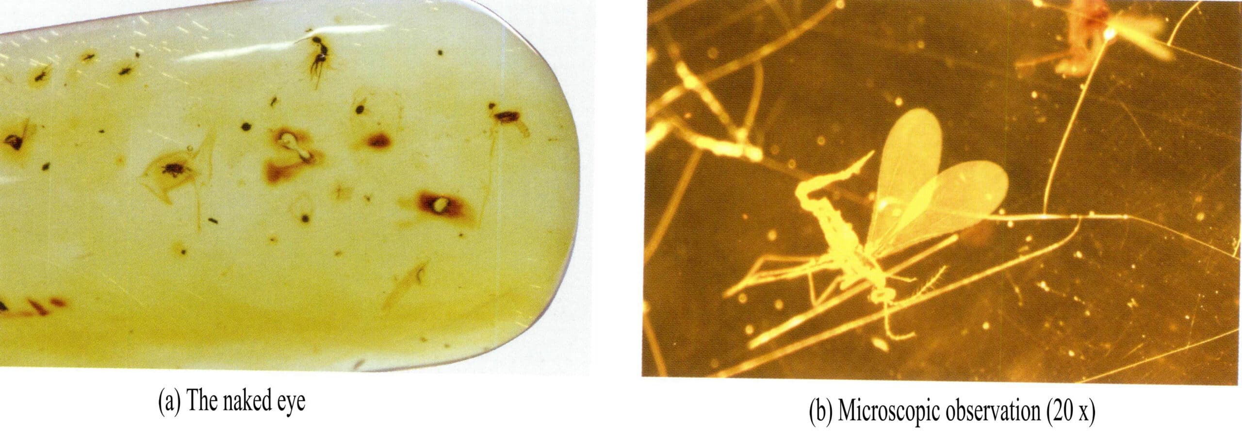 Figure 5-4-23 Worm amber (I)
