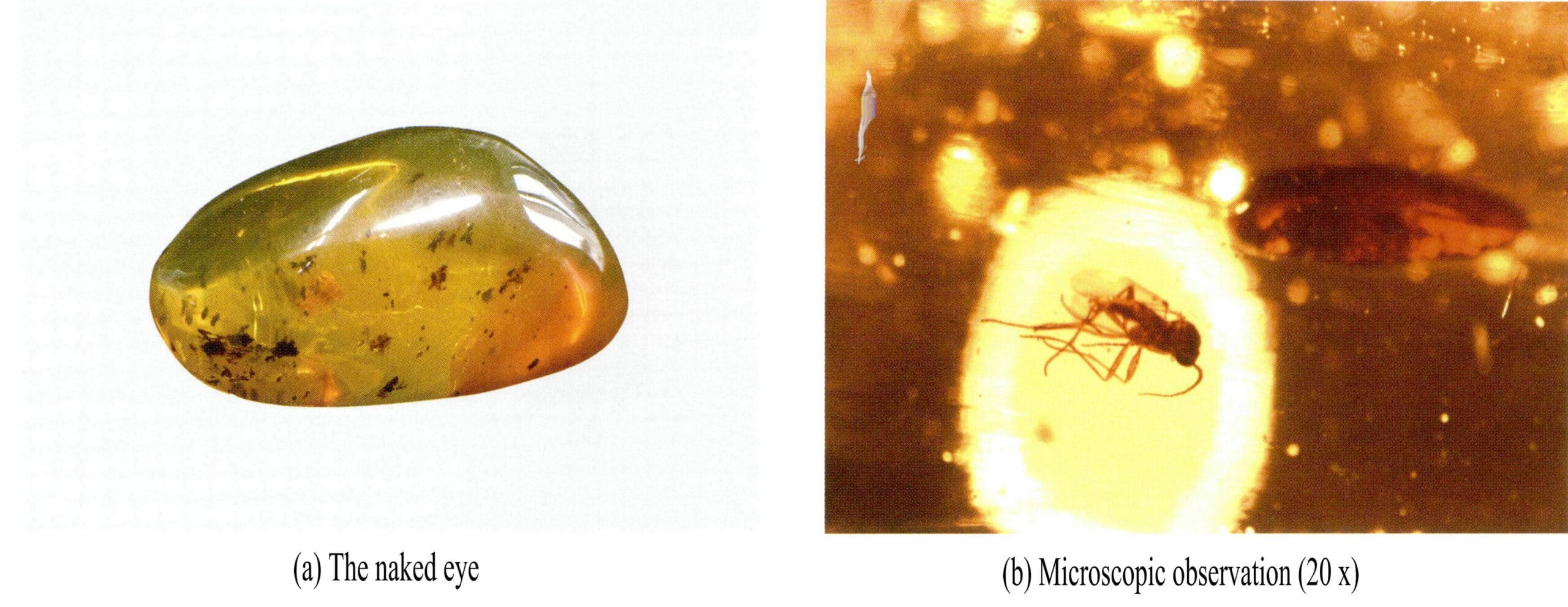 Figure 5-4-24 Worm amber(II)