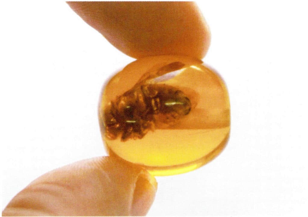 Figure 5-4-25 Worm amber (3)