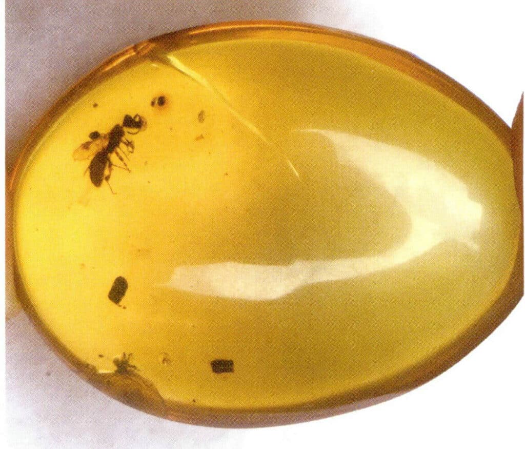 Figure 5-4-26 Water bile worm amber