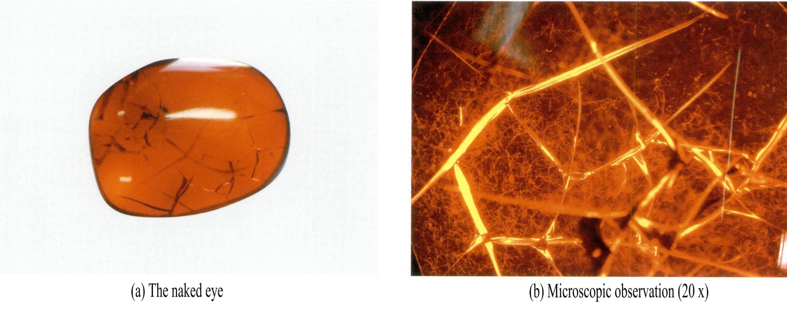Figure 5-4-46 Burmese Blood Purple